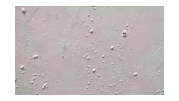 膩?zhàn)邮┕び心佔(zhàn)映霈F(xiàn)氣泡該怎么辦？昆明膩?zhàn)臃蹚S家告訴你